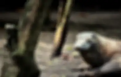 Jawaban Apa Kaitan Antara Kewajiban Sebagai Warga Negara dengan Pelestarian Hewan Langka
