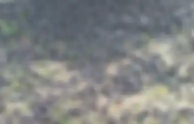 Foto Ribuan Burung Pipit Berjatuhan di Kuburan Bali Tuai Sorotan, Ahli Ungkap Fakta Sebenarnya, Netizen Cemas