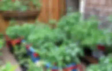 Wow, Ternyata Berkebun di Rumah Miliki Banyak Manfaat Tersembunyi, Stop Buang Waktu di Masa Pandemi!