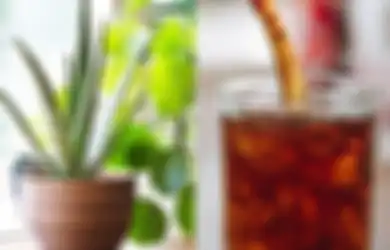 Jangan Kaget Usai Buang Minuman Soda ke Tanaman, Ajaib Ini yang Terjadi, Ternyata Manfaatnya Keren Banget
