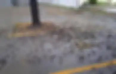Ratusan Burung Pipit Mati Massal Berjatuhan di Bali dan Cirebon!