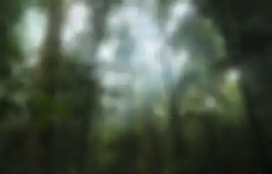 Bukan Sarang Khodam, Hutan Keramat di Indonesia Ini Hanya Boleh Dimasuki Para Wanita yang Telanjang Bulat, Media Internasional Sampai Heran