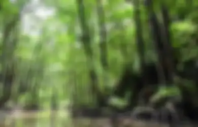 Jawaban Apa Saranmu Agar Hutan Bakau Tetap Lestari Kelas 4 SD Tema 4