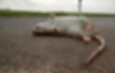 Langsung Mati Kaku dalam Waktu Sekap, Rupanya Begini Cara Mengatasi Tikus di Rumah Cuma Pakai Minyak Goreng, Dijamin Ogah Lagi Balik!