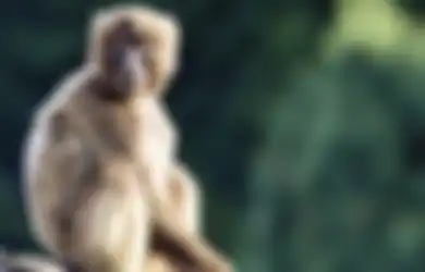 Firasat Jika Rumah Didatangi Monyet yang Berkeliaran Menurut Primbon Jawa, Pertanda Baik atau Buruk?