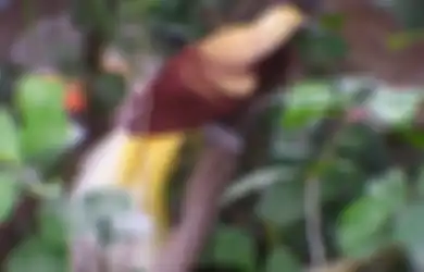 Jawaban Apa yang BIsa Dilakukan Untuk Menjaga Kelestarian Burung Cenderawasih