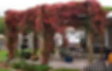 Kanopi Tanaman Solusi Teras Tampias dan Panas, Cara Membuat dan 4 Pilihan Tanamannya