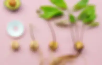 Ternyata Pohon Alpukat Bisa Ditanam di Dalam Rumah, Begini Caranya!