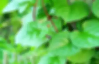 Kaya Akan Antioksidan, Daun Binahong Ampuh Obati Sakit Maag yang Menyiksa, Caranya Cukup Mudah dan Praktis