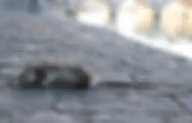 Auto Bikin Terkencing-kencing Hingga Mati Kaku dalam Sekejap, Rupanya Semudah ini Cara Mengatasi Tikus di Rumah Cuma Bermodalkan Minyak Goreng, Yuk Coba!