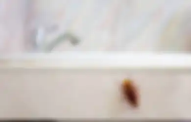 Bisa Bertahan 40 Menit di Dalam Air, Kecoak Bakal Enggan Masuk Kamar Mandi Lagi dengan Cara Ini!