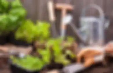 Mulsa Penting dalam Merawat Kebun Sayur untuk Hasil Terbaik, Pemula Wajib Tahu dan Cek Ini!