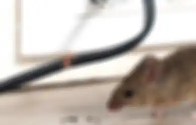 Stop Basmi Tikus dengan Bahan Kima yang Membahayakan, Pakai Saja Plaster!