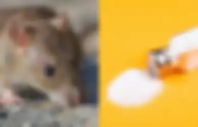 Terungkap Cara Mengusir Tikus dengan Garam, Terapkan Langkah Berikut!