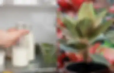 Manfaat Ajaib Susu untuk Tanaman, Bisa Cegah Busuk Bunga dan Usir Hama