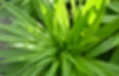 Jawaban Kesimpulan Teks Bacaan Daun Pandan yang Wangi Kelas 6 Tema 1