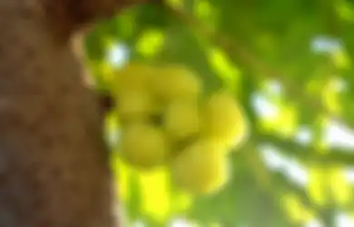 Bikin Glowing, Buah Cermai Berikan Segudang Manfaat Ini Buat Kulit!