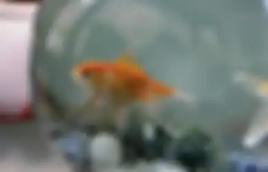 Undang Keberuntungan dengan Memiliki Akuarium Ikan sesuai Feng Shui
