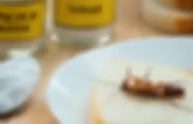 Basmi Kecoak Tanpa Repot dengan Boraks dan Gula, Cek Bahan Lainnya!