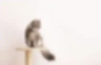 Biar Kucing Aktif dan Sehat Kayak Punya Para Youtube Vlogger, Ini Tipsnya!