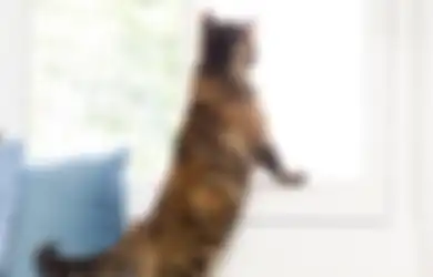 Memperlebar Kusen Jendela bisa Jadi Tempat Ramah buat Kucing di Rumah, Cek Cara Lainnya!