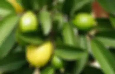 Ajaib! Daun Jambu Biji Bisa Bikin Rambut Sehat, Begini Caranya!