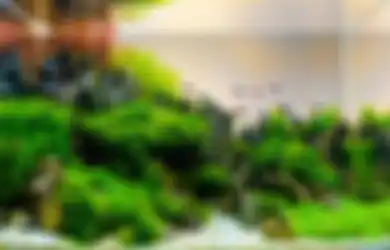 Aquascape: Berkebun dalam Air, Cara Memulainya bagi Pemula!