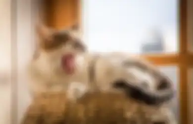 Mengalami Mimpi Digigit Kucing Ternyata Tak Selalu Berkaitan dengan Pertanda Buruk, Simak Beberapa Arti Mimpi Digigit Kucing Berdasarkan Primbon Jawa