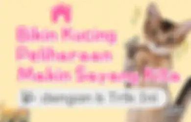 Yuk Bikin Kucing Peliharaan Makin Sayang Kita dengan 6 Trik Ini!