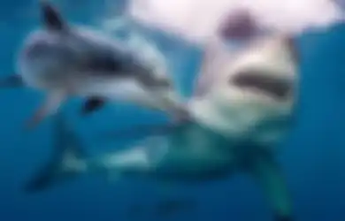 5 Alasan Kenapa Ikan Hiu Takut sama Lumba-lumba, Ternyata Punya Gank yang Cerdas