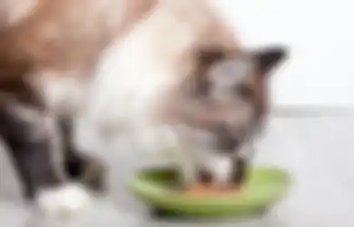 Jangan Dikasih, Ini 5 Makanan Berbahaya Untuk Kucing dan Anjing