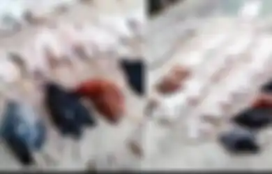 63 Ayam Mati Serangan Jantung Gara-gara Pesta Nikahan Meriah dengan Musik Berdentum Kencang, Peternak Langsung Lapor Polisi