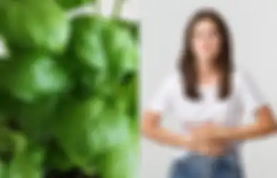 Perut Panas Karena Asam Lambung Bisa Diatasi dalam 10 Menit, Modalnya Cuma Daun Sirih, Begini Cara Mengolahnya untuk Obat Alami