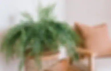 Sembilan Tanaman Ini Mudah Ditanam di Rumah dan Dapat Menjadi Alternatif Air Purifier