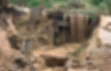 Garut Banjir Bandang, Warga yang Sembarangan Garap Kawasan Hutan Lindung Jadi Lahan Pertanian Terancam Dipolisikan