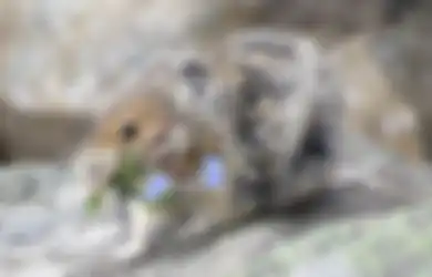 Penampakan Hewan yang Kerap Disebut 'Pikachu' di Dunia Nyata, Ternyata Hobi Makan Kotoran!