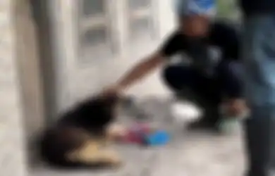 Kisahnya Mirip Haciko, Inilah Nemo Anjing yang Setia 12 Hari Tunggu Tuannya hingga Bantu Temukan 3 Korban di Zona Hitam Erupsi Semeru, Berikut Kesaksian Tim SAR