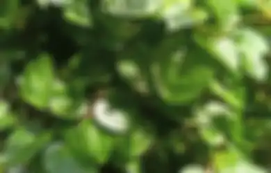 Jadi Pengobatan Herbal Sejak Dulu, Daun Binahong Ternyata Ampuh untuk Meredakan Asam Lambung yang Menyiksa, Begini Cara Meraciknya
