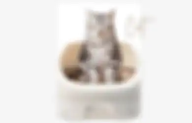 Pandemi Bikin Populasi Peliharaan Kucing di Indonesia Meningkat, Ini Solusi Menjaga Kebersihan Hewan dan Kesehatan Pemiliknya