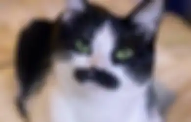 Kenalin Nih Freddie Purrcurry, Reinkarnasi Freddie Mercury dalam Bentuk Kucing yang Berhasil Kumpulkan Dana Sebesar $10,000