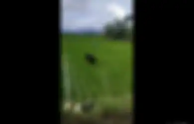 Nekat Terjun ke Sawah, Cowok Ini Pura-Pura Jadi Petani karena Takut Ditilang, Polisi: Jangan Sampai Rusak