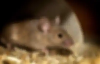 Punya Animal Model, Ini Penjelasan Kenapa Tikus Selalu Jadi Percobaan