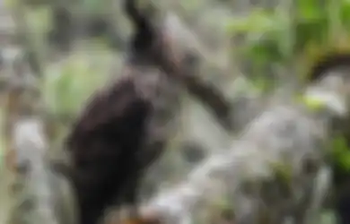 Jawaban Langkah yang Dapat Dilakukan untuk Melindungi Kelestarian Elang Jawa