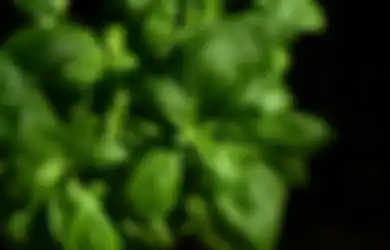 Cukup Konsumsi dengan Tepat, Daun Kemangi Bisa Jadi Obat Asam Lambung Naik