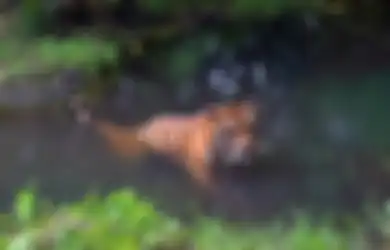 Jawaban Apa yang Terjadi dengan Penduduk Desa Ketika Harimau Masuk ke Desa