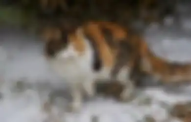 Ini Fakta dan Mitos Tentang Kucing Jantan Tiga Warna, Harganya Bikin Tercengang