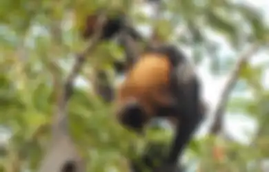 7 Hewan yang Jadi Simbol Kematian dan Nasib Buruk, Apa Sebabnya?