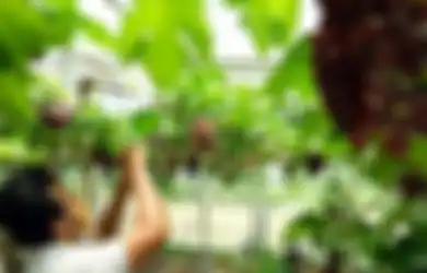 Penelitian Buktikan Khasiatnya, Anggur Efektif Menurunkan Kolesterol Jahat, 4 Minggu Dikonsumsi Kesehatan Meningkat 