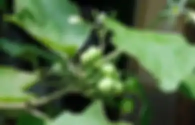 4 Daun Herbal Ini Efektif Turunkan Asam Lambung, Bisa Jadi Opsi selain Minum Obat
