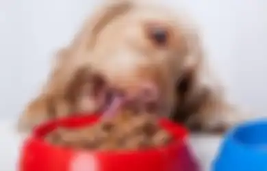Wet Food atau Dry Food? Ini Makanan yang Bagus Untuk Peliharaan Kita!